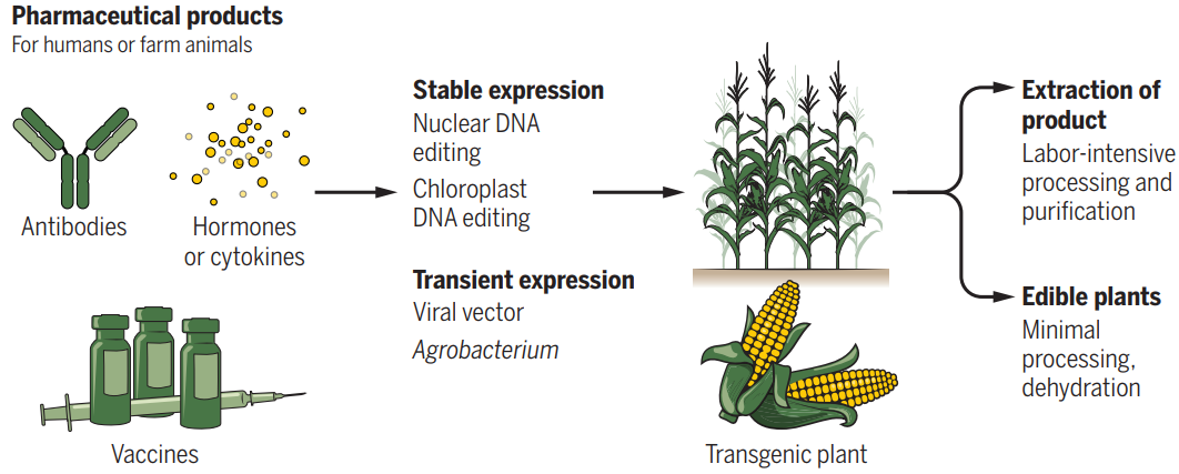 分子農(nóng)場：植物制造的疫苗和療法