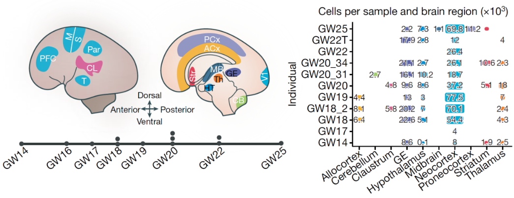 Nature | 單細(xì)胞測序繪制人類大腦皮層圖譜，揭示神經(jīng)發(fā)育中分子動態(tài)特征