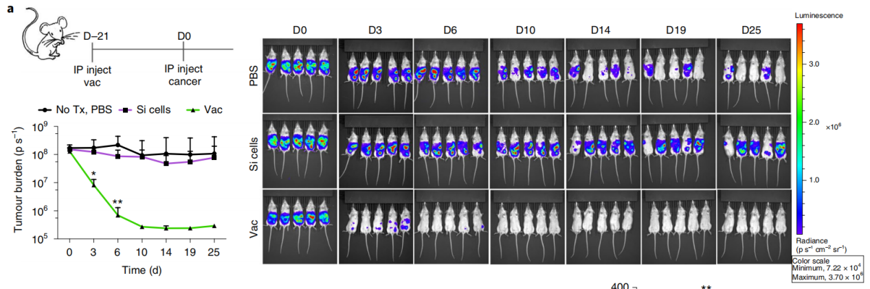癌癥疫苗重大進展！ 《nature》子刊：科學家發(fā)明通過腫瘤細胞的低溫硅化來制造癌癥疫苗的技術