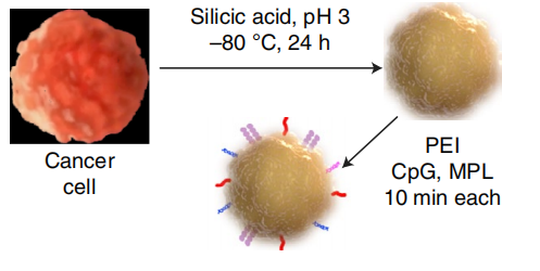 癌癥疫苗重大進展！ 《nature》子刊：科學家發(fā)明通過腫瘤細胞的低溫硅化來制造癌癥疫苗的技術