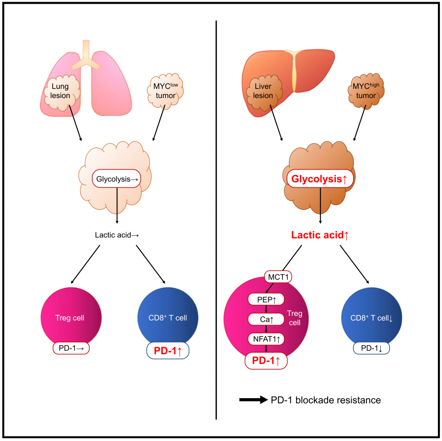 Cancer Cell | 乳酸代謝通過(guò)調(diào)節(jié)腫瘤微環(huán)境中PD-1的表達(dá)決定了腫瘤免疫治療的有效性