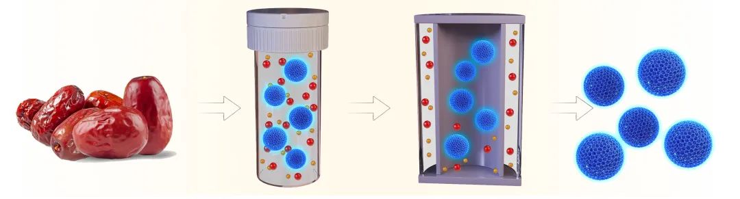 貧血吃大棗？鄭州大學(xué)合作揭示大棗治療貧血的分子機(jī)制