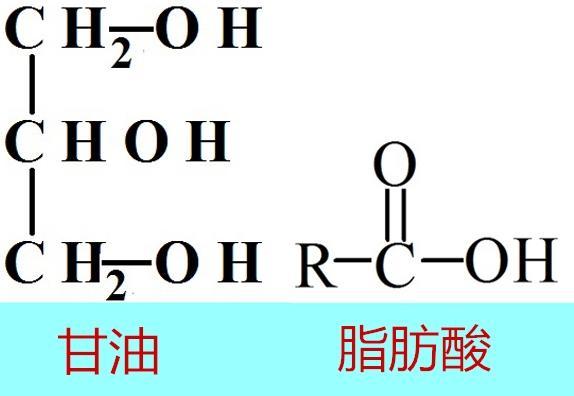 脂肪酸是如何命名？有何作用